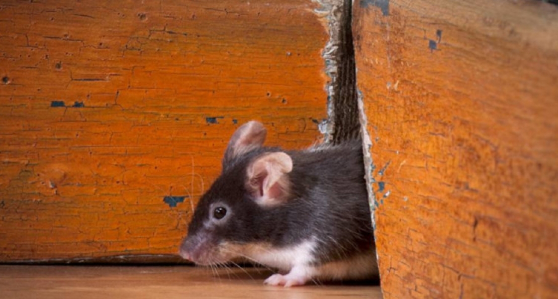Come allontanare i topi - Resta Informato