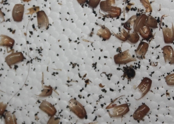 Uova di scarafaggi e blatte in casa? SEI IN PERICOLO