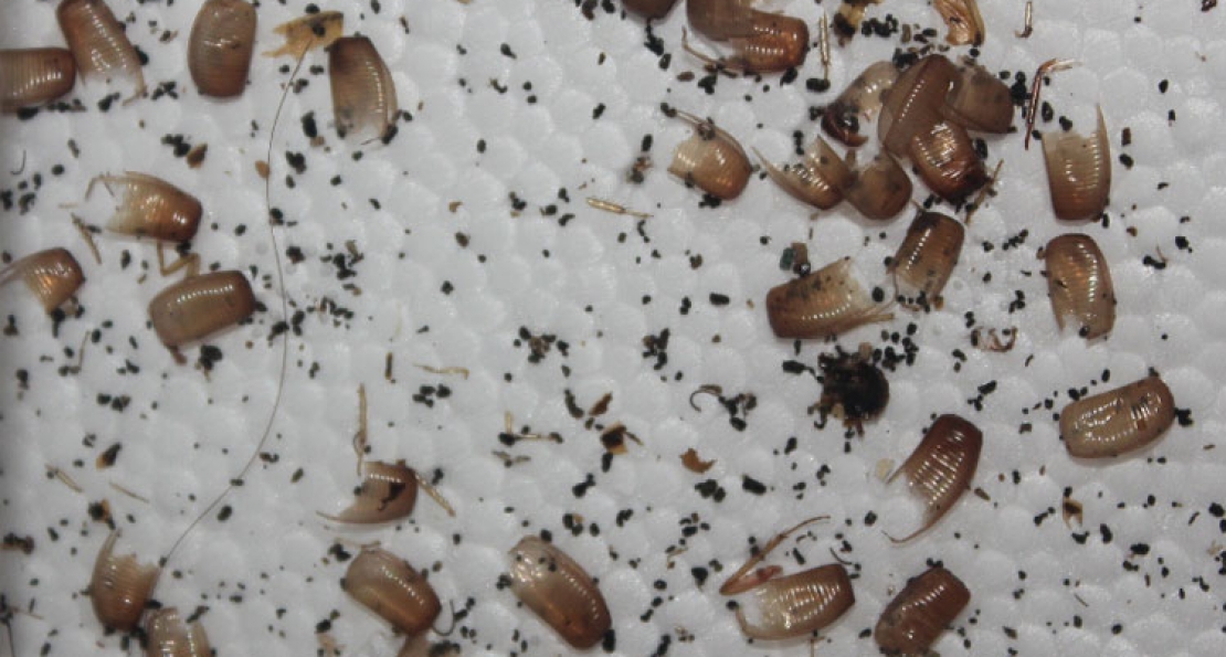 Uova di scarafaggi e blatte in casa? SEI IN PERICOLO